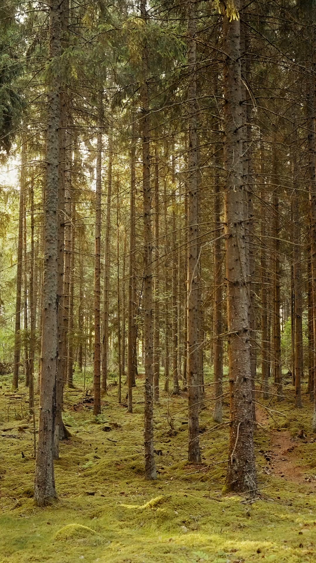 … and relax …

As we wrap up Downtown Design 2025, we return to our roots, literally. The Swedish forest reminding us of where it all began.

#FromForestToFair #DTD2025 #NordicHomeworx #DowntownDesign #StyledHabitat #TheNordicCabin #WhereToNext