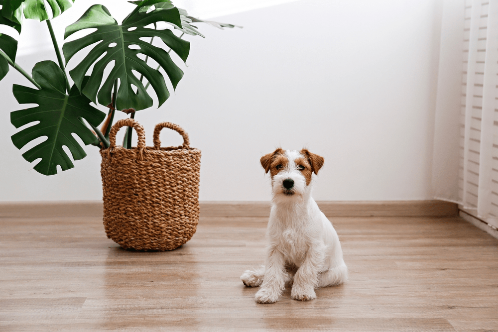 A dog sitting on wood flooring highlighting the best way to clean hardwood floors in pet-friendly homes for lasting beauty.
