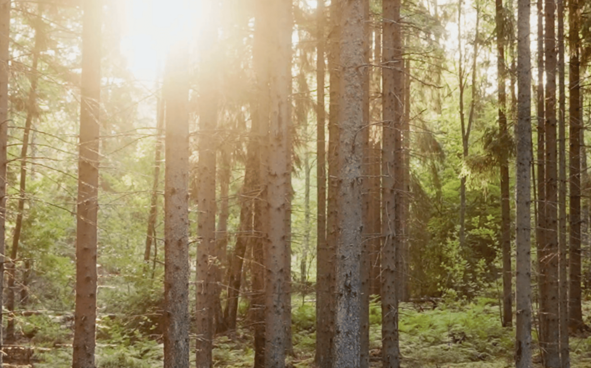 Swedish forest with trees and sunlight filtering through, capturing nature’s beauty and serenity for Nordic Homeworx inspiration.