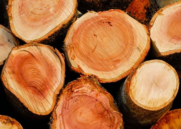 A display of different types of teak wood, showing teak wood colours    and grain variations.