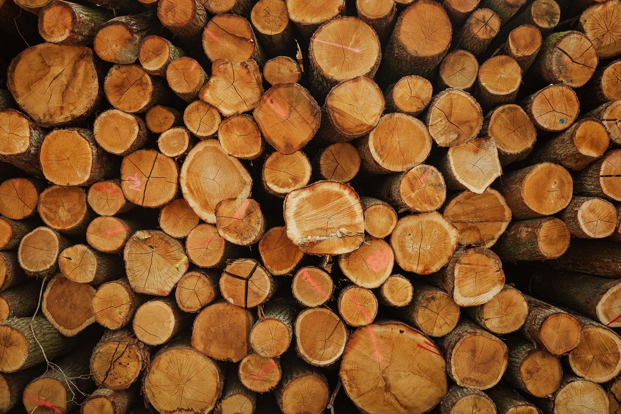 A stack of cut logs viewed from the ends, showing circular wood grain and growth rings.
